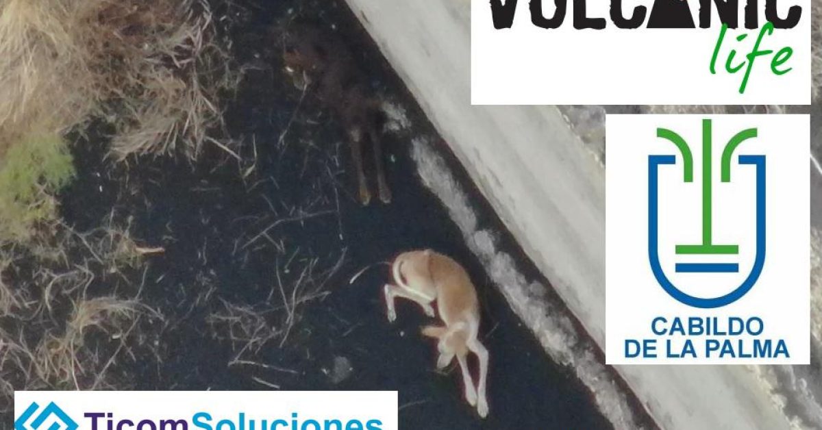 Drones will attempt to airlift dogs trapped by La Palma's volcano — DroneDJ
