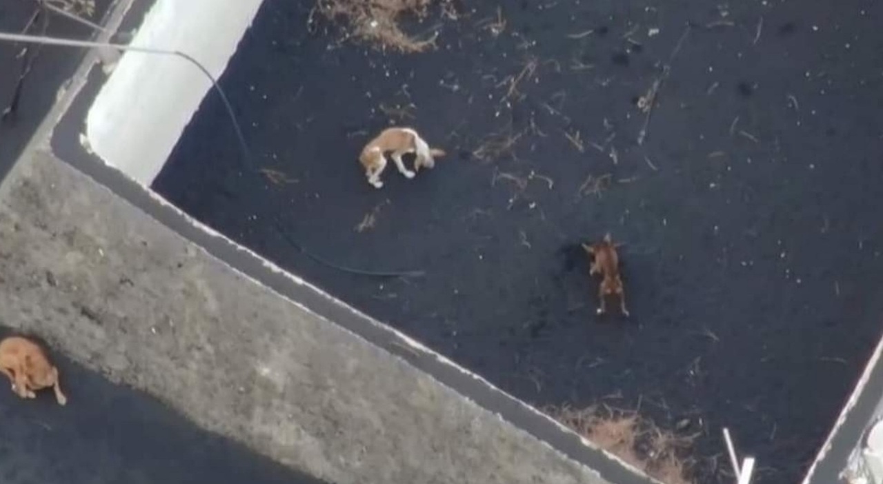 Eruzione Canarie, ok al salvataggio con i droni dei cani intrappolati dalla lava — Il Messaggero
