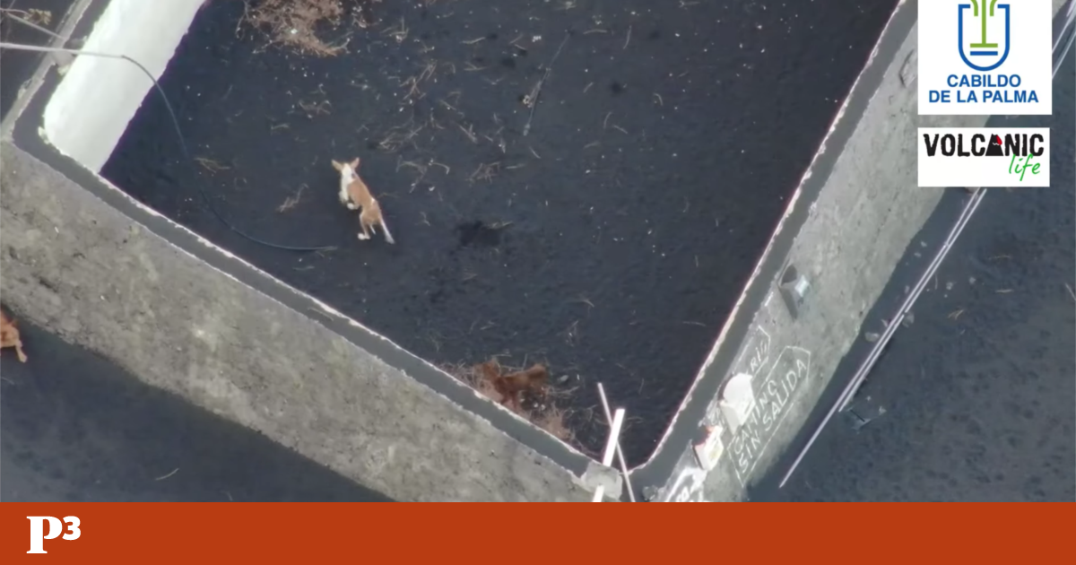 Cães presos em La Palma vão ser retirados de drone — Público