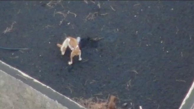 Operador de drone tentará resgatar cães abandonados do vulcão em La Palma — CNN Brasil