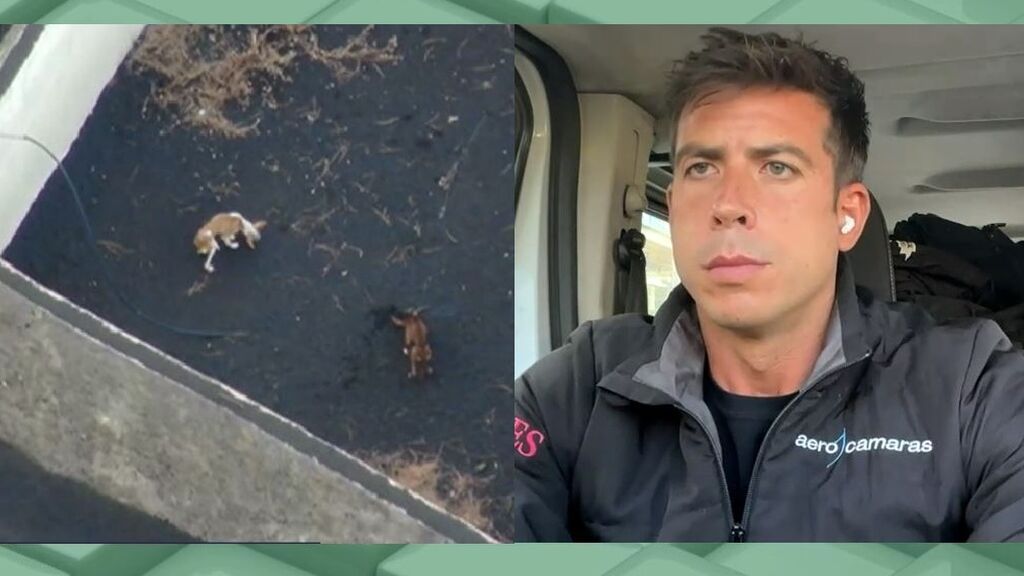 El Programa de Ana Rosa: la empresa de drones que iba a rescatar a los perros — Telecinco