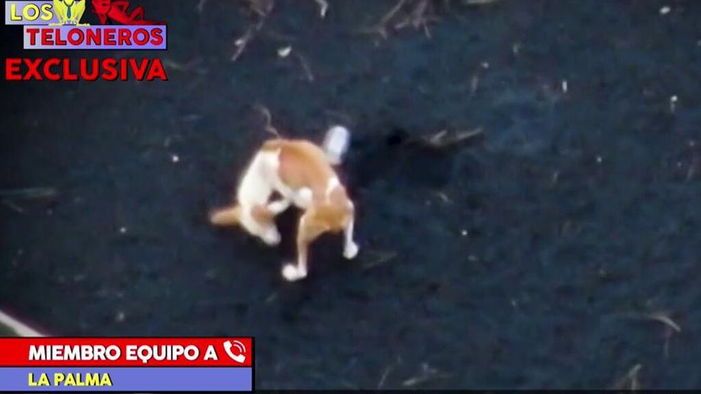 Los Teloneros: el rescate de los perros de La Palma — Cuatro