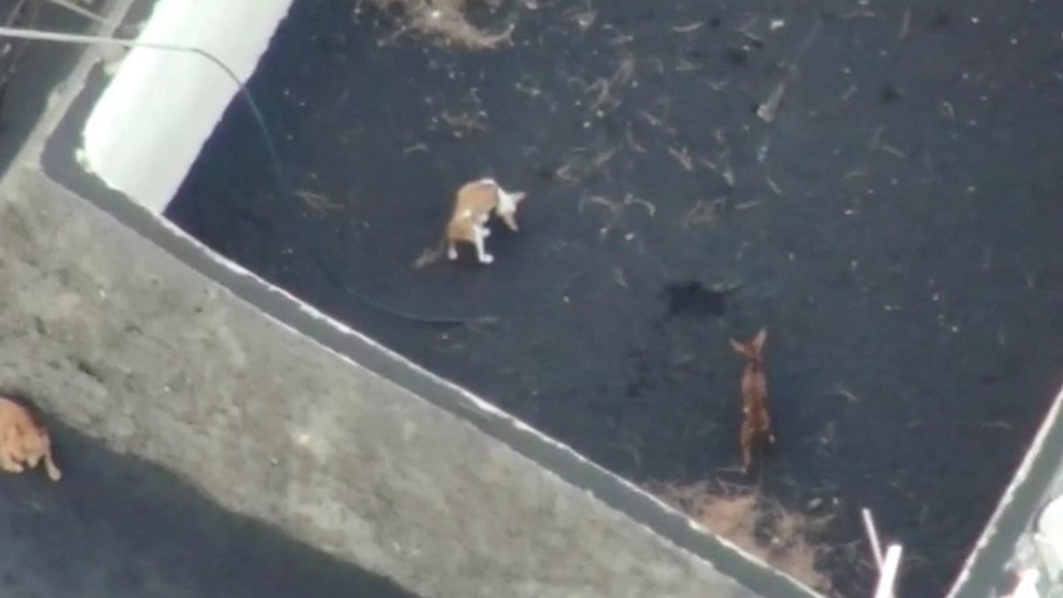Un dron de 60.000 € para afrontar un rescate inédito en La Palma — Diario de Pontevedra