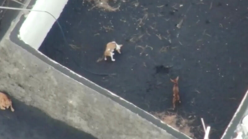 Aerocámaras, al rescate de las mascotas atrapadas en la lava de La Palma — Actualidad Aeroespacial