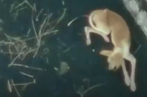 Hunde auf La Palma wurden auf mysteriöse Weise gerettet — 20 Minuten (Suiza)