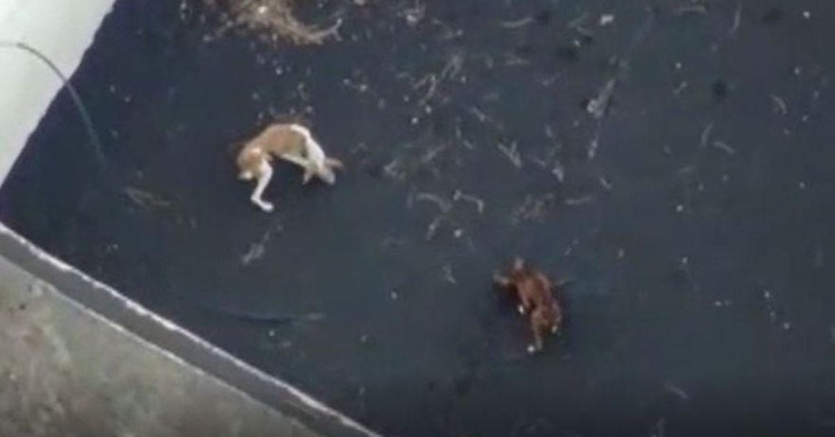 Sin éxito la operación rescate de los drones gallegos a dos perros en La Palma — Atlántico