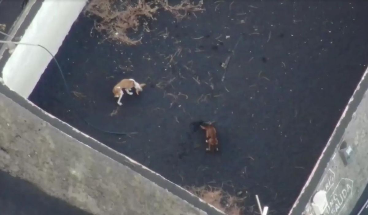 El misterio de los perros del volcán: aparecen huellas humanas donde estaban atrapados — Vozpópuli
