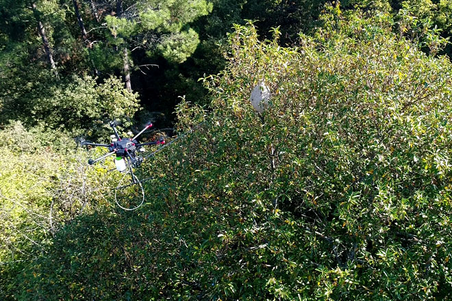 Los drones, ¿la gran esperanza para combatir la Vespa Velutina? — Campo Galego