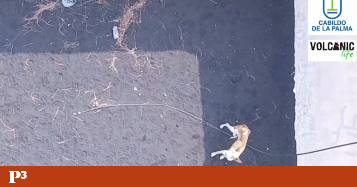O resgate dos cães de La Palma avança: «o que não queremos é ficar sem bateria» — Público (Portugal)