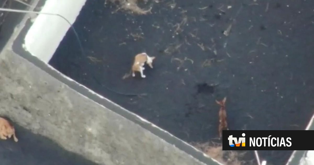 Cães cercados por lava em La Palma vão ser resgatados através de um drone — TVI Notícias (Portugal)