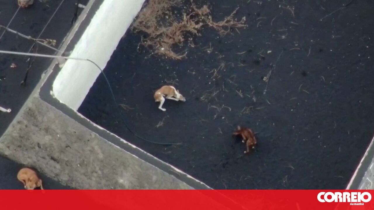 Grupo mistério resgata cães cercados pela lava em La Palma e deixa mensagem — Correio da Manhã (Portugal)