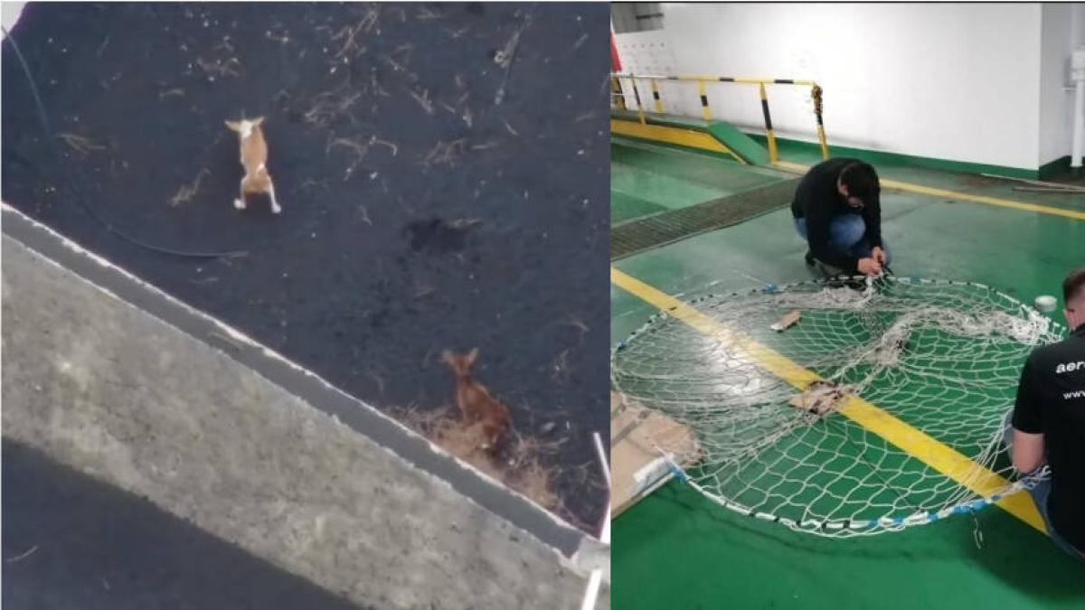 Rescatarán con drones a perritos atrapados en la lava en Canarias — El Tiempo (Colombia)