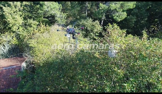Uso de drones para avispa velutina en la radio