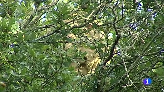 TVE - Los drones de Aerocamaras contra la velutina